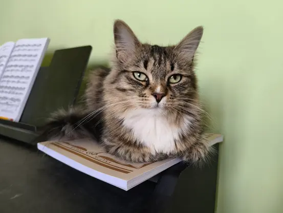 Nova is (mostly) loafing on a book of sheet music on top of Luna's piano