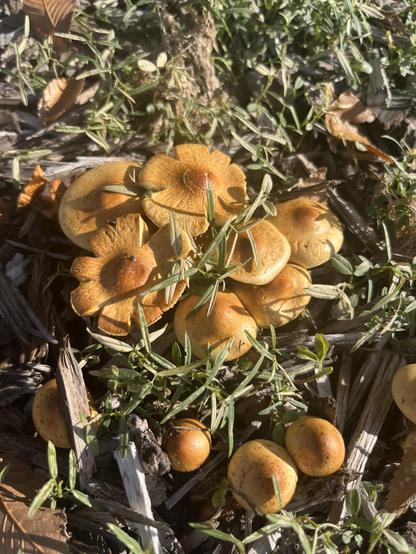 Small cluster of yellow-brown mushrooms on mulch and grass