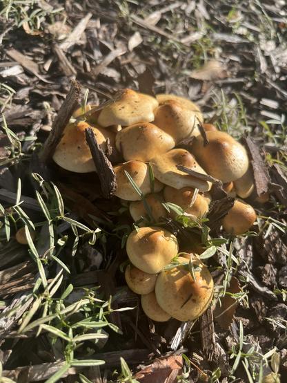 Different view of the same kind of mushrooms