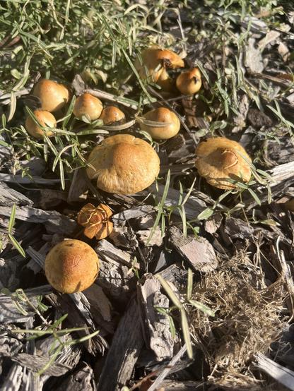 Less clustered together but still kind of clustered mushroom