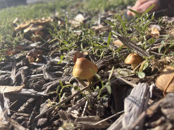 Close up on a lone, soft looking golden brown mushroom