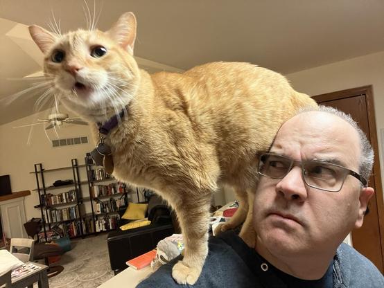 An orange tabby cat standing on the shoulders of a bald masculine person with glasses. The cat is yelling at something, the person looks at the cat with concern, or annoyance.