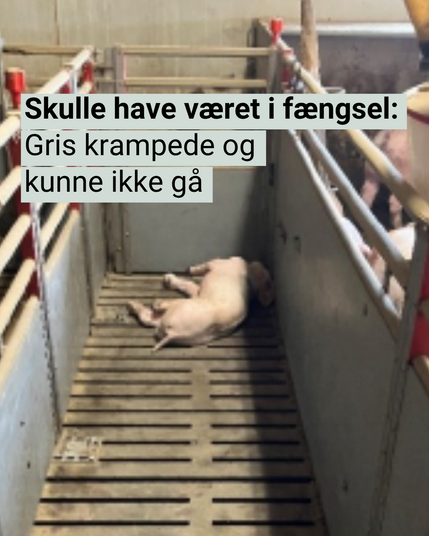 Gris der lider og ligger på gulvet