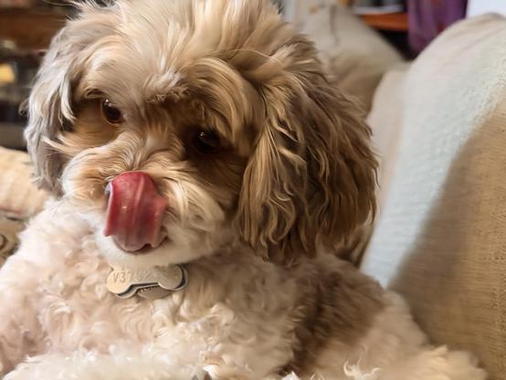 A brown and white fluffy dog, looking at nose with its pink tongue.