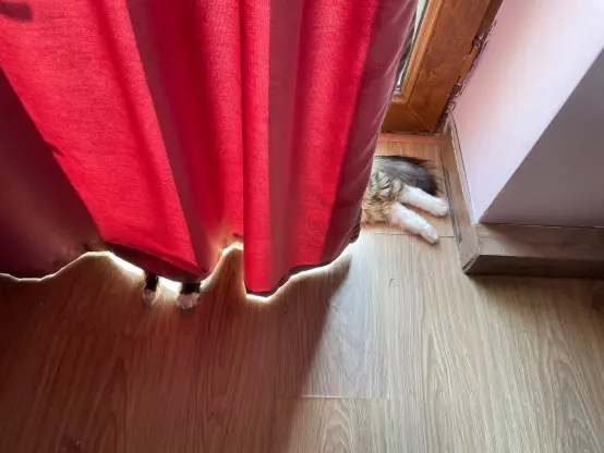 No cat here, just a brown window drape, which is clearly lit from behind because the gap between it and the floor is brightly glowing. Unrelated, there are paws poking from one side and legs and tail from the other.
