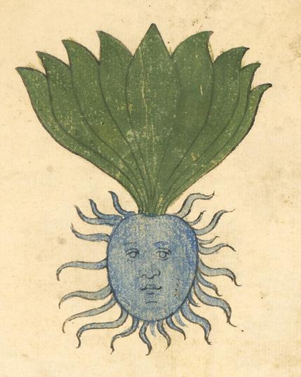Oddish. herbal, Italy 15th century. Philadelphia, University of Pennsylvania, Rare Book & Manuscript Library, LJS 419, fol. 77r.
#medieval #MedievalArt