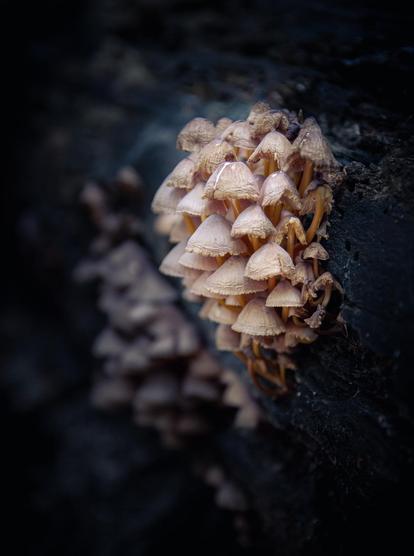 A cluster of small, light brown mushrooms with delicate conical caps grows closely together on a dark, mossy surface. The blurred background fades into shadow, making the little group the clear focal point of the image. Their earthy tones and tight grouping give the scene a quiet, almost magical woodland feel — a tiny community of fungi thriving in the damp shade, captured in a moment of hidden forest life that most walkers would simply pass by.
