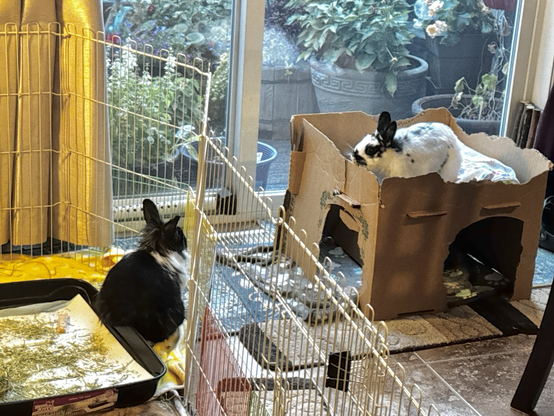 One rabbit sits attentively behind a fence while another appears to lecture from the second floor f a cardboard structures