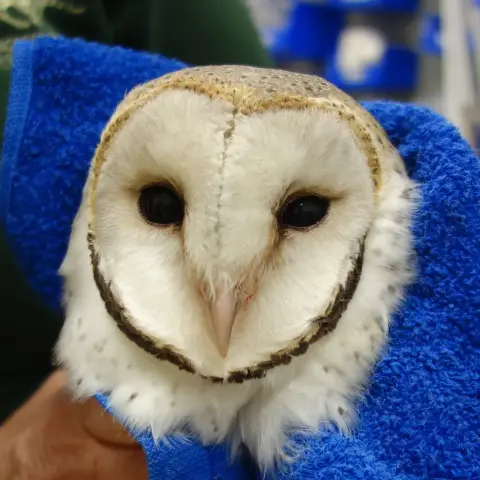 In close view is "Owlie" the Eastern Barn Owl wrapped in a blue towel. He has creamy white feathers with a golden crown and a chinstrap of charred brown surrounding his facial disk, altogether forming a coracoid shape like a half apple. He has deep black eyes and a pink beak. There's dark flecks on his neck spread out like tapioca pearls with a social distancing policy, but most of it is covered by the towel. The towel is Rubik's cube blue, and the indistinct shape of matching blue boxes and other clinical equipment is on the wall behind. Closer to the fore is the rehabber in a macrocarpa green shirt.