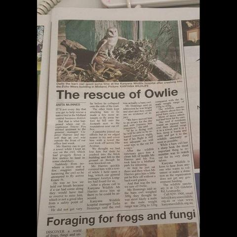 A newspaper clipping shows the full story of "The rescue of Owlie" written by Anita McInnes, published by Echo News. A curly phone cord meanders top of frame, on the desk behind the paper. The article's photo (detailed in the next pic) is captioned "Owlie the barn owl spent some time at the Kanyana Wildlife Hospital after crashing into the Echo News building in Midland." A second story below "Foraging for frogs and fungi" has the first sentence "Discover a world of frogs, fungi an un-" but the picture stops there and we'll never know the rest.