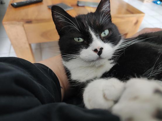 Nahaufnahme einer schwarz-weißer Kater mit grün schimmernden Augen, der auf einem Arm liegt