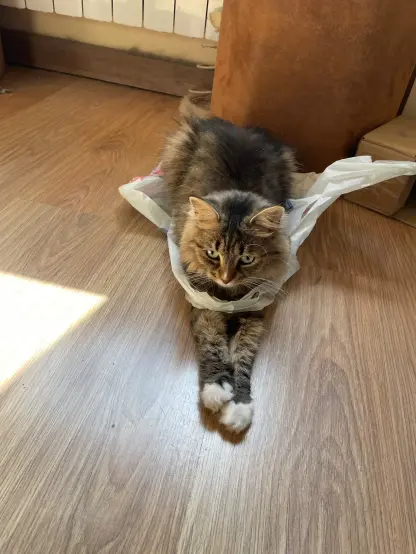 Nova sitting on the floor with her paws out like a sphynx. But she's also wearing a bag, with her front paws going through a handle of a plastic bag