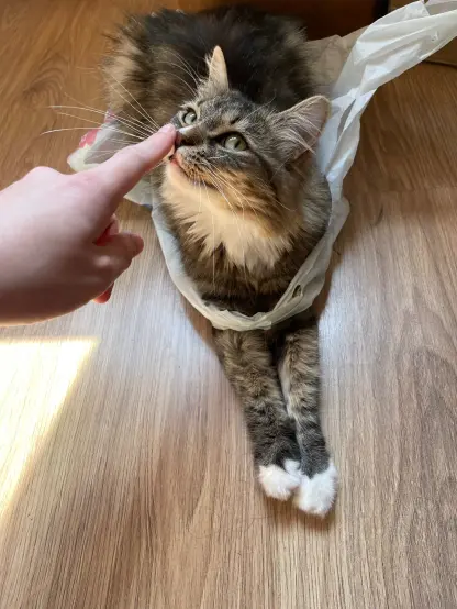 Now she's sniffing a finger, still inside a bag