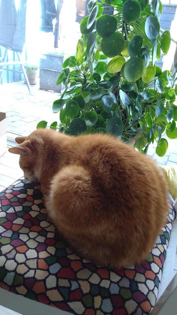 Orange cat resting on chair, next to green indoor plant with dish shaped leaves.