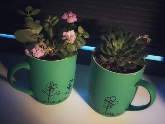 Two grass-green mugs, planted with succulents, stand on a white windowsill in front of a black pleated blind.
