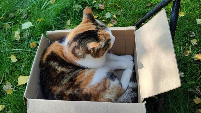 Close photo of a tricolor cat curled up in the sguare carton box. Cat is not looking at camera, its face is not visible and at this angle three visible paws look funnily small related to body. One part of box lid is rather up, other three completely down. Green lawn around makes great contrast with pale box colour.