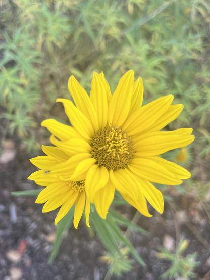 A sunflower of some kind, probably, with yellow petals and a darker yellow center