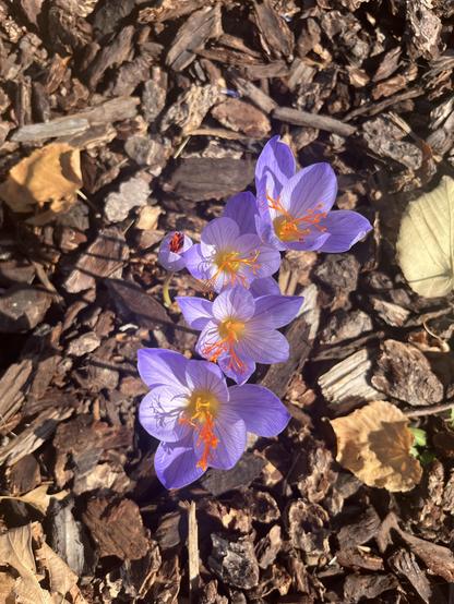Purple crocuses with yellow centers and orange stamens on brown mulched ground