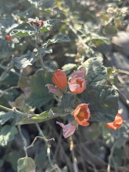 Light orange flowers, mostly spent, with with dusty green leaves on a bush. I think this is orange globemallow