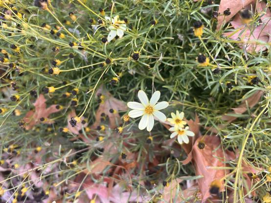 A sunflower or daisy of some kind with small flowers. Most of the flowers have no petals and are just black balls on the end of stems. There are fallen oak leaves on the ground