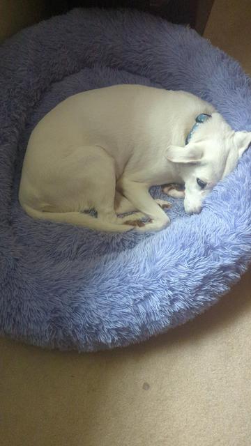A white lazybones of a dog curled up in a lavender dog bed, looking like they have not a care in the world (which they do not)