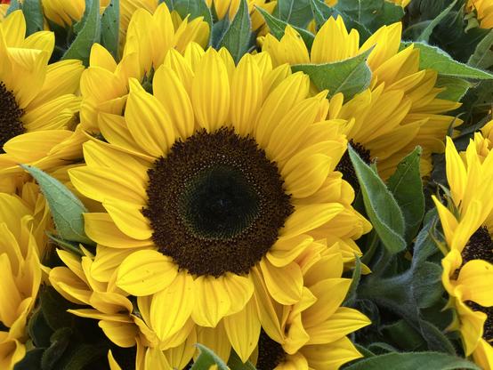 A sunflower bloom with bright yellow petals, surrounded by more of the same.