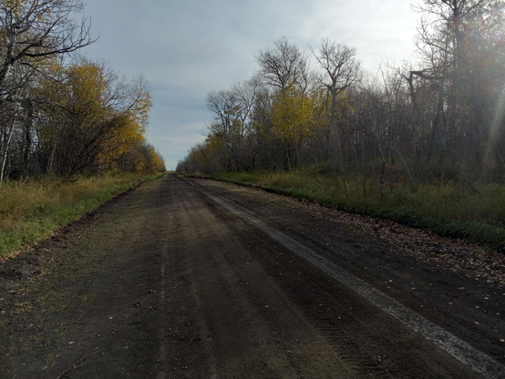 A view down a straight muddy dirt road, lined by trees that have mostly lost their leaves already.  Just a few yellow leaves holding on.  The sky above is mostly cloudy with some blue peeking through.