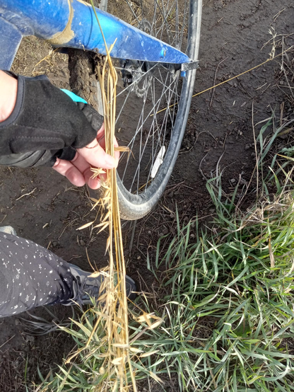 Looking down on a gloved hand holding several oat stalks, next to a very muddy bike wheel