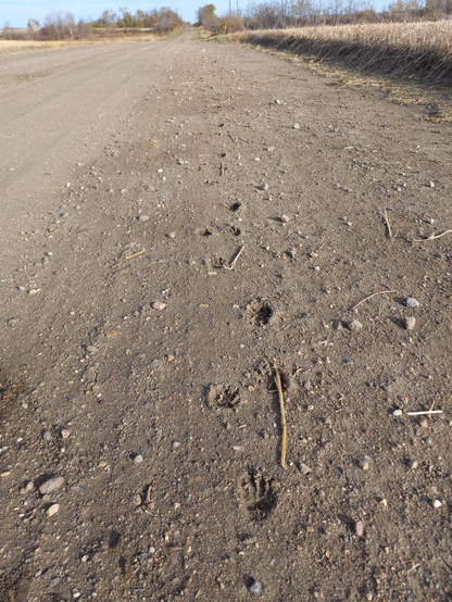 A close up of badger footprints, kind of like cat footprints but with long claws.  The prints are "walking" away from the camera down a long straight dirt road.