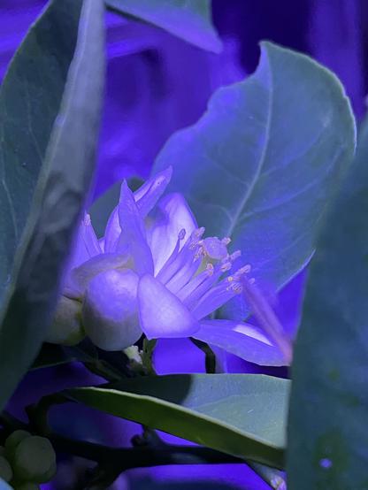 Blüten an einem Zitronenbäumchen im UV Licht