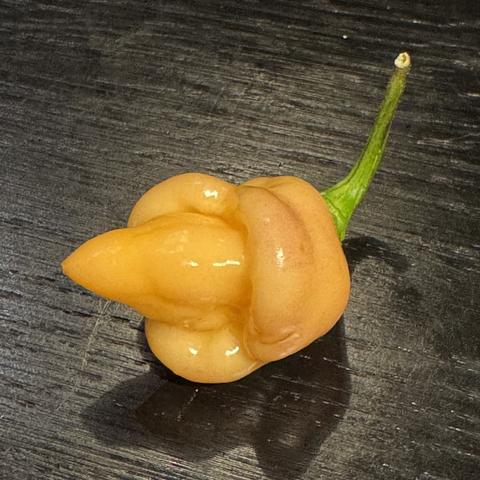 An yellow-orange small clilli pepper on a black table.