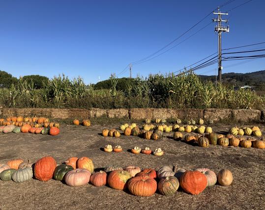 Pumpkins of various colors (orange, green, yellow) on the ground, waiting to be purchased. Corn stalks in the distance. A bright blue sky overhead.