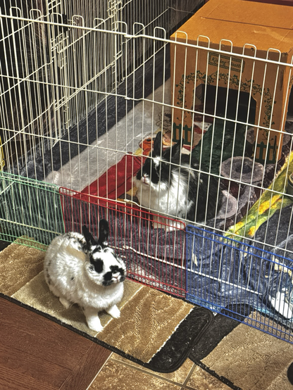 A lionhead pokes her nose through the fence while Skye in front of the fence looks at bunmum.