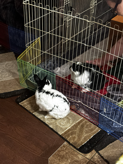 Skye the Netherland dwarf turns around to look at Sitara. Imagine what she’s saying to her in this moment!