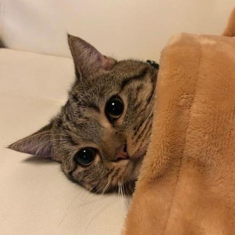 A tabby cat with large, expressive eyes is peeking out from under a brown blanket while lying on a white couch.