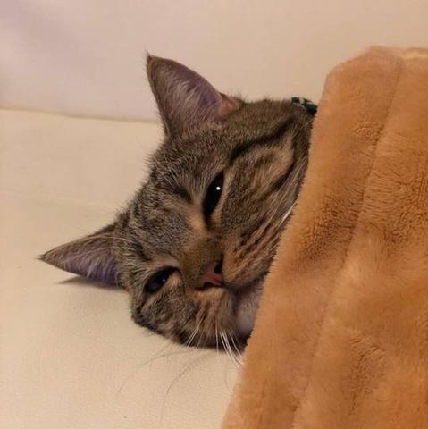 The same sleepy cat is resting on a couch, partially covered with a soft blanket. Its eyes are half-closed, creating a cozy and relaxed appearance.