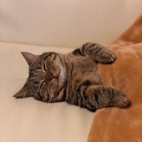 The same tabby cat, slowly falling asleep, rests comfortably under a soft, brown blanket on a light-colored couch.