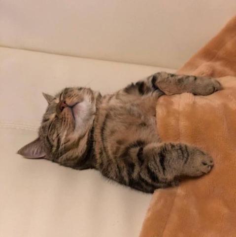 The now fully sleeping tabby cat is resting on a cream-colored couch, partially covered by a soft, brown blanket.