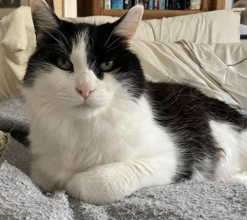 A medium-hair tuxedo cat, lying on a bed with front paws tucked in and head raised to look into the camera. He's parked himself right up against the pillows. He's very handsome.