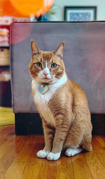 A portrait photo of an adorable orange and white tabby cat sitting upright on a shiny wood floor in front of a grayish beige modern couch, looking directly at us in anticipation. He very much would like us to give him a delicious treat. He has been a very good boy. In the background we see a living room scene with the edge of a bookcase and some artwork. The warm sun is shining in and brightening everything up with cheer and good tidings.