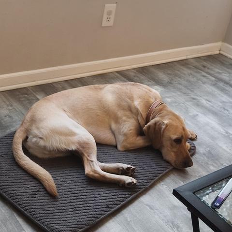 A yellow lab idling on a bath mat/dog bed