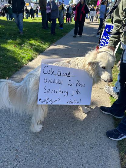 Photo of a golden lab with a sign that reads, “Cute blonde available for press secretary job.
*Couldn’t do any worse.
#Vote Blue