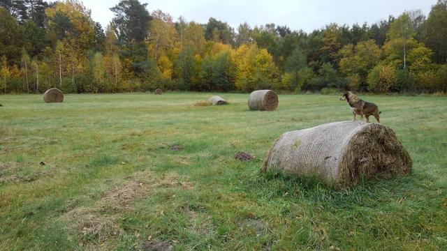 A small dog standing on a decaying bale of hay on a meadow, looking around.