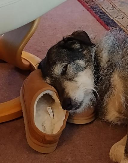 A whiskery grey and tan dog sleeping with her head resting on a pair of sheepskin slippers.