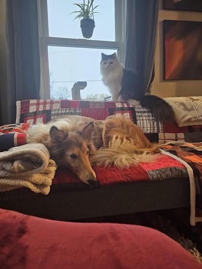 Oy the Persian kitten perches on the back of the couch, while Boomer the collie flomps on the seat. There's just a whole lotta fuzz and floof and cute all on one little couch.