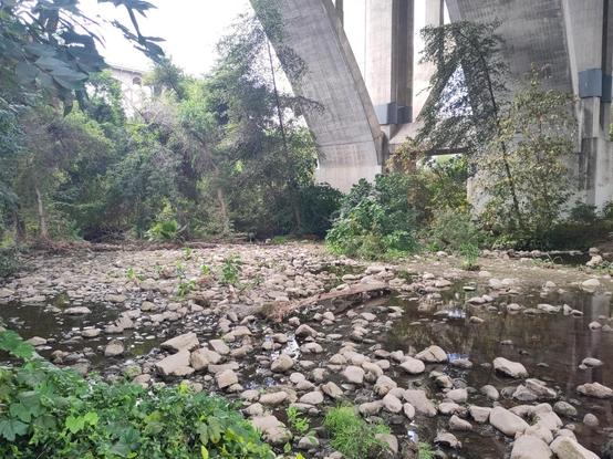 A shitty cel phone pic of a lush bit of rocky shallow water beneath a massive bridge, mostly out of view. A few arched concrete bridge supports are visible in the distance, with small trees and shrubs growing underneath.