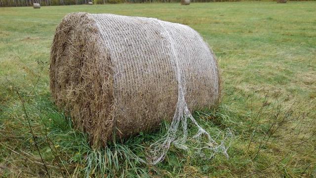 A bale of hay on a meadow, some of its plastic netting is torn and lies on the grass.