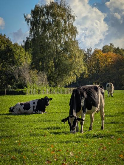A rural pasture scene with cows grazing under a partly cloudy sky. 

In the center foreground, a black-and-white Holstein cow stands grazing with its head lowered toward the vibrant green grass. To the left, another black-and-white cow rests lying down in the field, looking toward the camera. Further in the distance to the right, a third cow stands facing away. 

The backdrop features a dense line of lush green trees, with a tall birch-like tree towering in the center and hints of warm golden autumn foliage on the trees to the right. Bright sunlight casts soft shadows across the field under a blue sky filled with large, fluffy white cumulus clouds.
