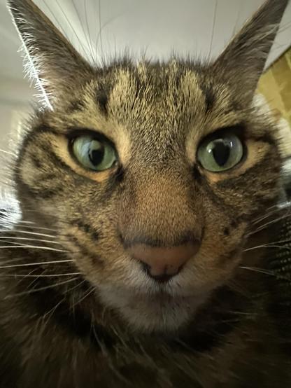 Close up of a brown cat trying to decide if… he… nope, lost the train of thot already…