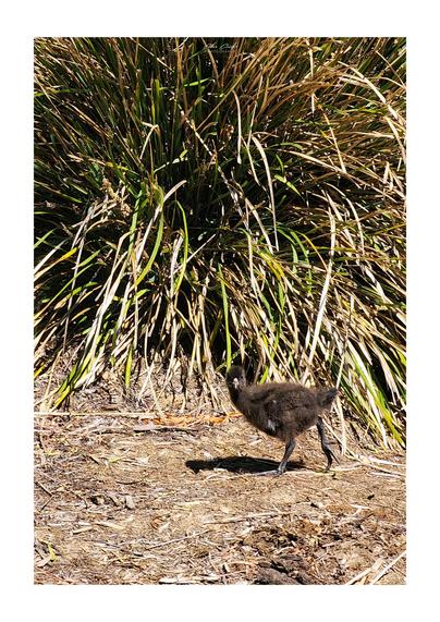 A dark brown and black small flightless bird with spindly feet struts towards the left of the image, whilst staring directly at the camera. It does so on rough tree mulch, against a backdrop of native grass.